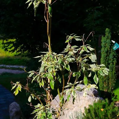 Apartmaji Rajska Ptica Lägenhet