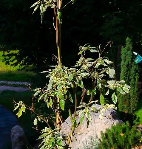 Apartmaji Rajska Ptica Daire