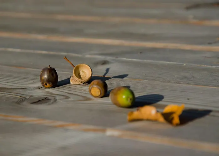 Daire Apartmaji Rajska Ptica